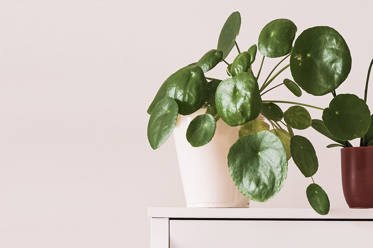 Piante in Bagno - Pilea Peperomioides